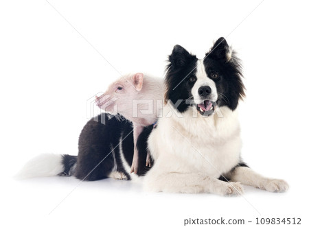 miniature pig and dog in studio miniature pig and dog in studio 109834512
