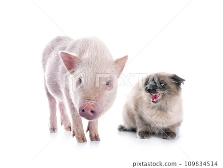 miniature pig and siamese cat 109834514