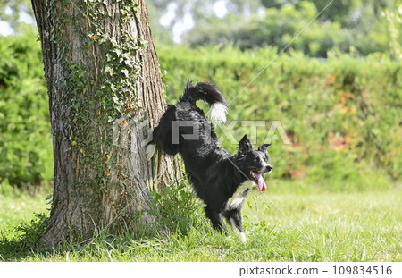 obedience training with a border collie 109834516
