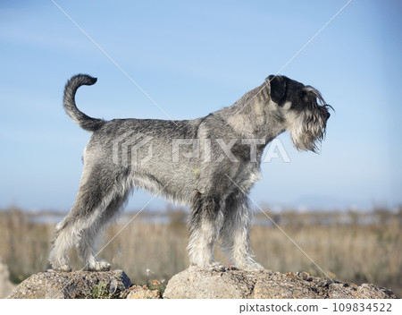 Standard Schnauzer in nature 109834522