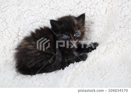 Kitten on soft towel 109834570