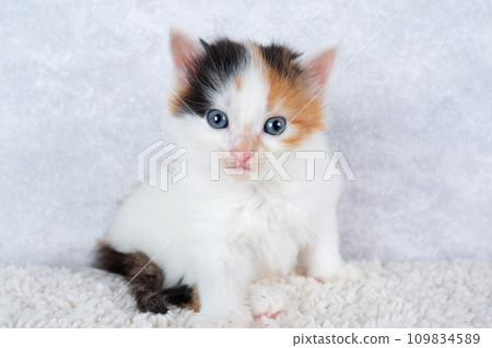Small tricolor kitten 109834589