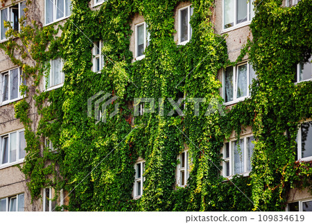 House, green ivy 109834619