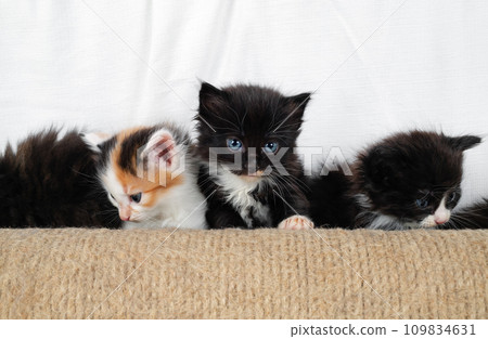 Kittens and scratching post Kittens and scratching post 109834631