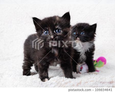 Two spotted kittens 109834641