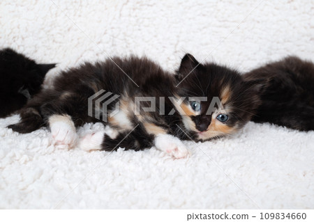 Playful tortoiseshell kitten 109834660