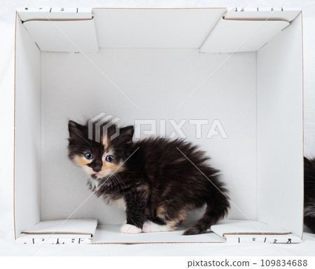 Tiny tortoiseshell kitten 109834688