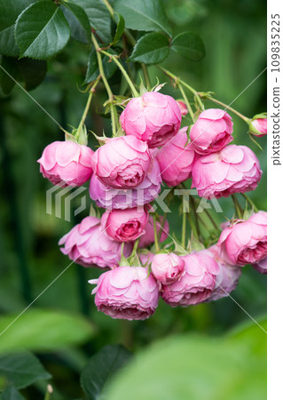 beautiful small  pink  roses flower Pomponella  blooming  in garden. extreme macro shot.  cloudy 109835225