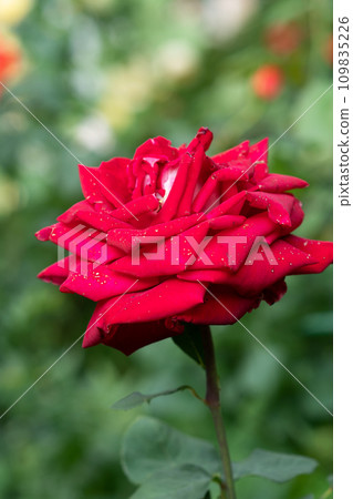 beautiful red huge rose flower blooming in garden. close up shot. cloudy beautiful red huge rose flower blooming in garden. close up shot. cloudy 109835226