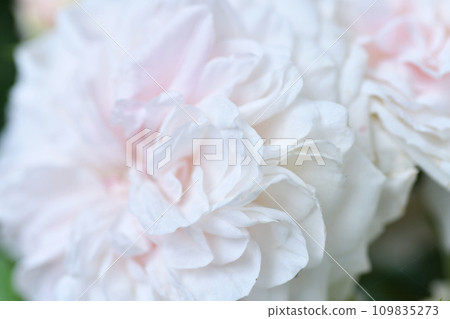 beautiful soft pink weddingn roses flower bloming in garden. close up shot. cloudy beautiful soft pink weddingn roses flower bloming in garden. close up shot. cloudy 109835273