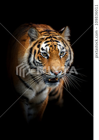 Close adult tiger portrait. Animal on dark background Close adult tiger portrait. Animal on dark background 109836011