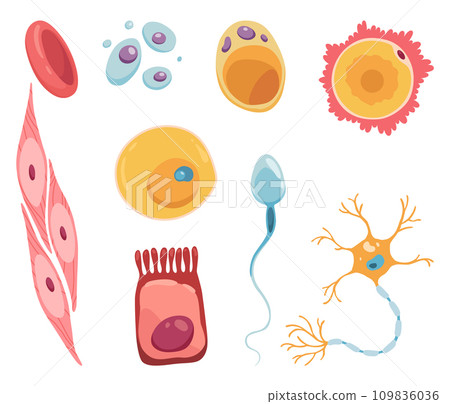 Different human cell types icon set. Medicine and biology illustrative symbol. Health, anatomy and science. Biology vector isolated on white background 109836036