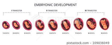 Embryo month stage growth, fetal development vector flat infographic icons. Medical illustration of foetus cycle from 1 to 9 month to birth and combined into trimesters Embryo month stage growth, fetal development vector flat infographic icons. Medical illustration of foetus cycle from 1 to 9 month to birth and combined into trimesters 109836049