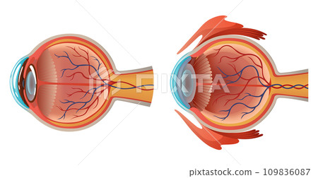 Human eye anatomy infographics with inside structure realistic vector poster illustration 109836087