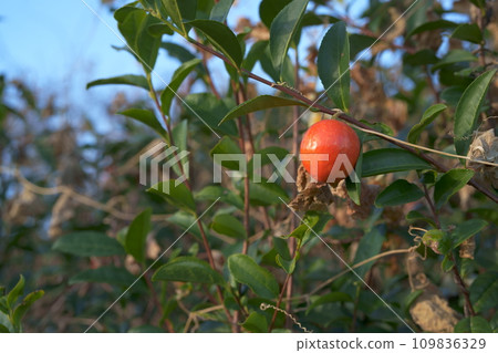 Red fruits of cassari Red fruits of cassari 109836329