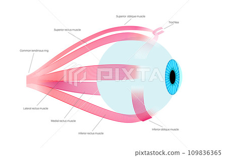 Extraocular muscles anatomy 109836365