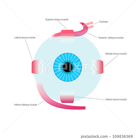 Extraocular muscles anatomy Extraocular muscles anatomy 109836369