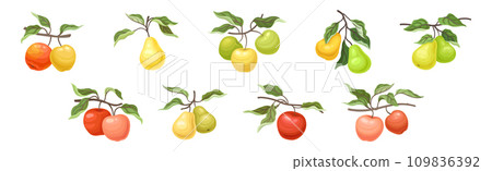 Ripe Apple and Pear Fruit Branch with Green Leaf on Stem Vector Set 109836392