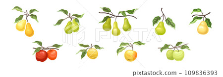 Ripe Apple and Pear Fruit Branch with Green Leaf on Stem Vector Set 109836393