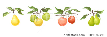Ripe Apple and Pear Fruit Branch with Green Leaf on Stem Vector Set 109836396