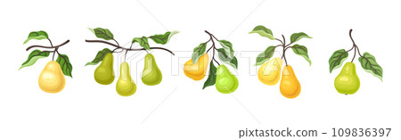 Ripe Pear Fruit Branch with Green Leaf on Stem Vector Set Ripe Pear Fruit Branch with Green Leaf on Stem Vector Set 109836397