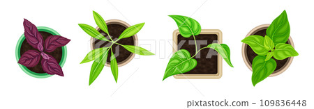 Seedling and Plant Growing in Pot Above View Vector Set 109836448