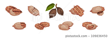 Pecan Nut in Shell as Healthy Protein Food Vector Set Pecan Nut in Shell as Healthy Protein Food Vector Set 109836450