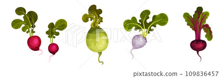 Root Crop and Vegetables with Top Leaf Vector Set Root Crop and Vegetables with Top Leaf Vector Set 109836457