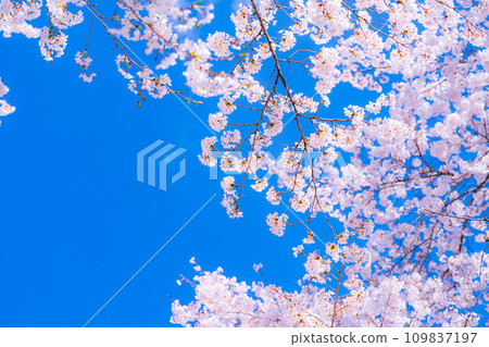 [Sakura material] Cherry blossoms and blue sky in Oshino Village [Yamanashi Prefecture] 109837197