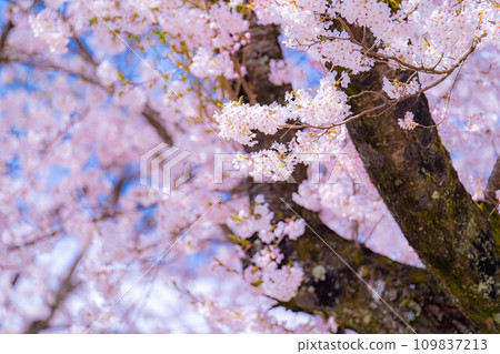 [櫻花素材]忍野村的櫻花和藍天[山梨縣] 109837213