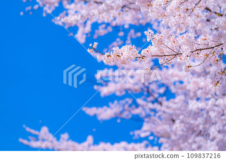 [櫻花素材]忍野村的櫻花和藍天[山梨縣] 109837216