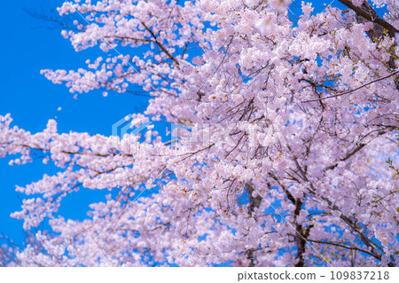 [櫻花素材]忍野村的櫻花和藍天[山梨縣] 109837218