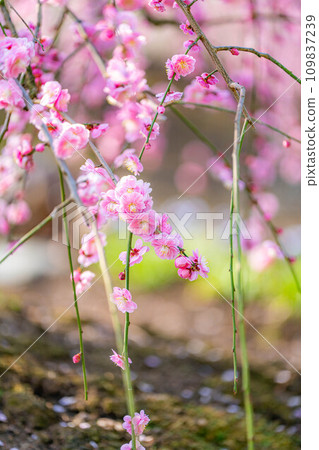 [早春材料]鈴鹿林園的垂枝梅[三重縣] 109837239