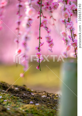 [早春材料]鈴鹿林園的垂枝梅[三重縣] 109837240