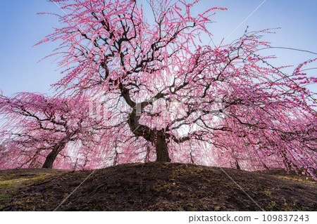 [早春材料]鈴鹿林園的垂枝梅[三重縣] 109837243