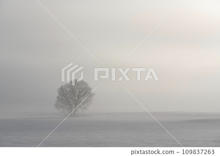 Morning fog snow field Morning fog snow field 109837263