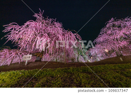 [Early spring material] Weeping plums lit up at Suzuka Forest Garden at night [Mie Prefecture] 109837347