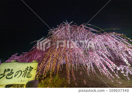 [Early spring material] Weeping plums lit up at Suzuka Forest Garden at night [Mie Prefecture] 109837348