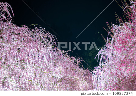 [Early spring material] Weeping plums lit up at Suzuka Forest Garden at night [Mie Prefecture] 109837374