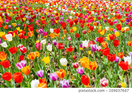 [Flower material] A field of tulips [Nagano Prefecture] 109837687