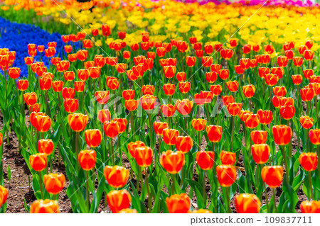 [花材]鬱金香田[長野縣] 109837711