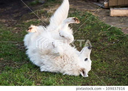 White Swiss Shepherd dog outdoors for a walk. Funny dog pose White Swiss Shepherd dog outdoors for a walk. Funny dog pose 109837816