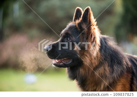 German Shepherd Dog in profile view on nature blurred background, close-up muzzle portrait of dog 109837825