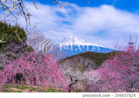 [Mt. Fuji material] Mt. Fuji and plum blossoms in early spring [Shizuoka Prefecture] 109837828
