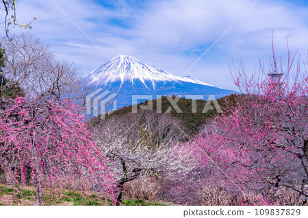 [Mt. Fuji material] Mt. Fuji and plum blossoms in early spring [Shizuoka Prefecture] 109837829