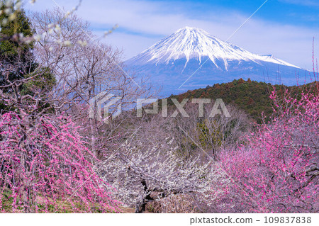[富士山材料]早春的富士山和梅花[靜岡縣] 109837838