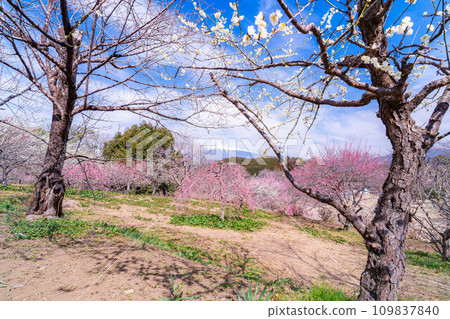 [Mt. Fuji material] Mt. Fuji and plum blossoms in early spring [Shizuoka Prefecture] 109837840