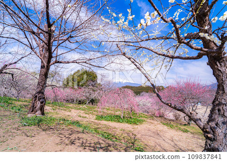 [Mt. Fuji material] Mt. Fuji and plum blossoms in early spring [Shizuoka Prefecture] 109837841