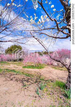 [Mt. Fuji material] Mt. Fuji and plum blossoms in early spring [Shizuoka Prefecture] 109837842
