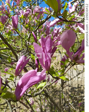 Blossoming of pink magnolia flowers with green leaves in spring time, floral natural seasonal background 109838412
